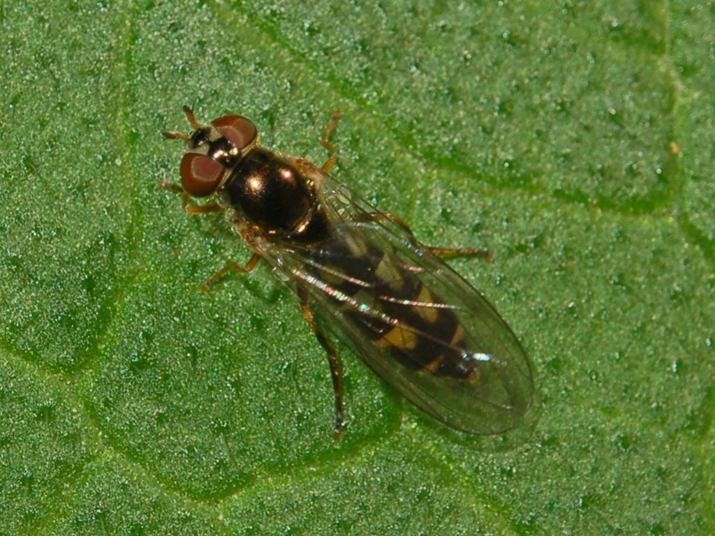 Melanostoma scalare F (Syrphidae).